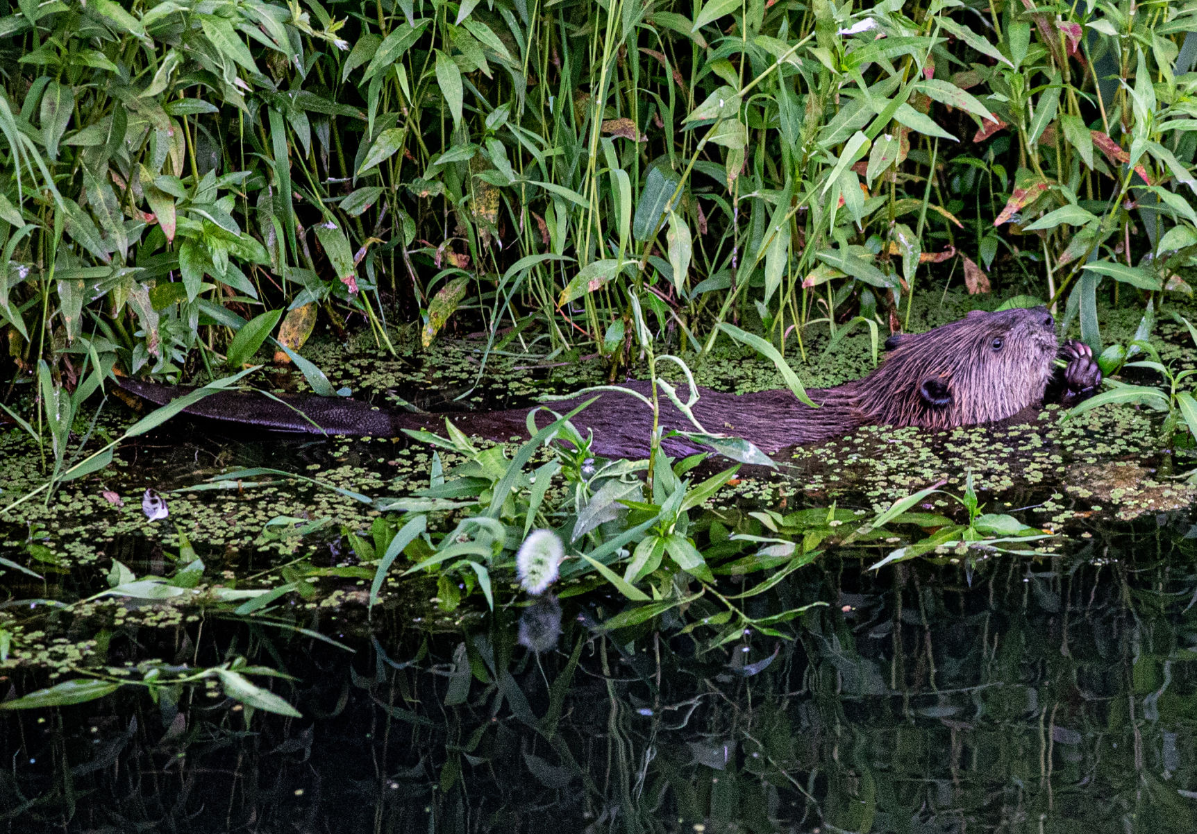 Beaver Lodge Summer 2019